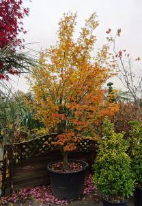 Acer Palmatum Orange Dream tree with Autumn foliage, for sale online UK