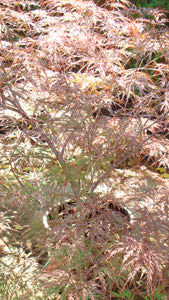 Acer Palmatum Ornatum, Japanese Acer, Acer Specialists London UK. Our acers are available to buy online UK. 