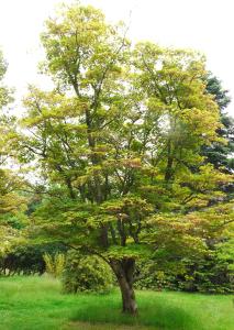 Fully grown Acer Palmatum Osakazuki tree growing in an English landscaped garden