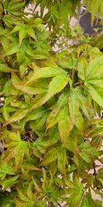 Acer Palmatum Oto Hime Dwarf Japanese Maple Variety