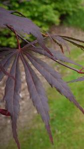 Acer Palmatum Peve Dave Japanese Maple