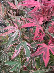 Acer Pink Passion with striking pink and green foliage.