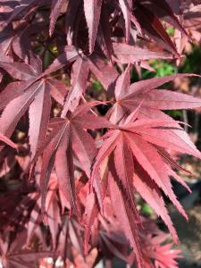 Acer Palmatum Pixie beautiful red foliage dwarf version of Bloodgood