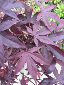 Acer Palmatum Red Emperor or Japanese Maple Red Emperor, leaf colour in May