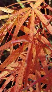 Acer Palmatum Red Pygmy tree in Autumn, close up of the foliage shape and colour, buy online UK