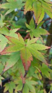 Acer Palmatum Sango Kaku leaf detail showing changing colours in Autumn