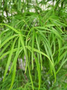 Acer Palmatum Scolopendrifolium