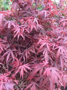 Acer Palmatum Shaina, Dwarf Japanese Maple tree with superb Autumn colour