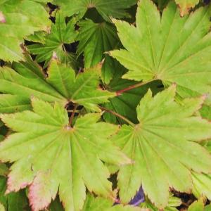 Golden Shirasawa Maple Tree, Acer Palmatum Shiraswanum Aureum summer leaf colour