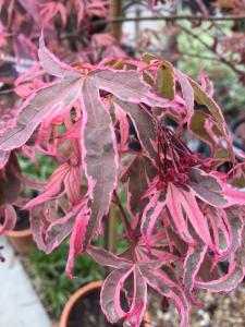 Acer Palmatum Shirazz, a relatively new variety with vibrant variegated foliage, buy online with UK delivery