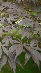 Acer Palmatum Sumi Nagashi Japanese Maple