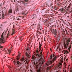 Acer Palmatum Tamuke Yama