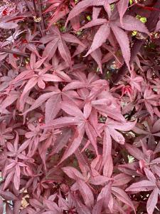 Acer palmatum Twombly