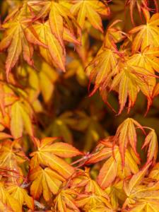 Acer Palmatum Ueno Yama