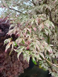 Close up of Acer ukigumo foliage