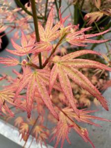 Compact Acer palmatum Wilson