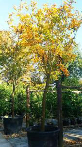 Acer Palmatum Tree Full Standard - to buy online and from Acer specialist nursery, London