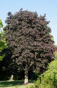 Acer Platanoides Royal Red, Norway Maple trees a medium sized tree with beautiful deep purple foliage - good quality specimens for sale online UK.