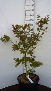 Acer Pseudosieboldianum North Wind False Siebolds Maple - Jack Frost Hybrid