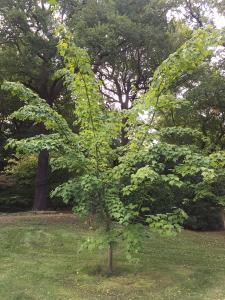 Snake Bark maple tree growing in an English garden, buy Acer Rufinerve online with UK delivery