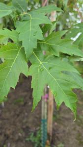 Acer saccharinum silver maple tree with pale green leaves