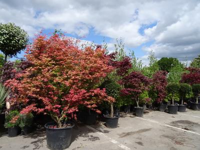 Acer Palmatum Shindeshojo - Spring Ruby Tree growing in Autumn at Paramount Plants, UK