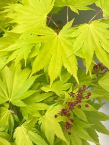 Acer shirasawanum Jordan Golden Leaved Japanese Maple with bright yellow foliage