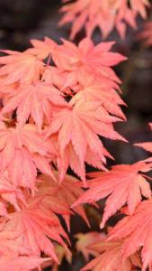 Acer Shirasawanum Moonrise Shirasawas Maple