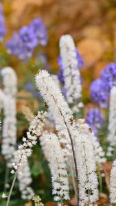 Actaea Simplex Brunette Baneberry Brunette Bugbane