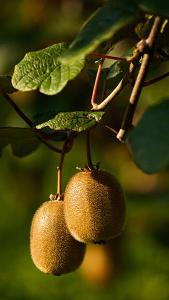 Actinidia Deliciosa Jenny Boskoop or Kiwifruit Jenny Boskoop, hardy self-pollinating kiwifruit climber