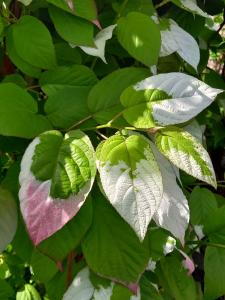 Actinidia kolomikta with variegated green, white, and pink foliage