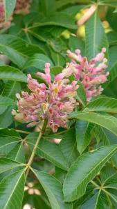 Aesculus Mutabilis Induta or Aesculus Mutabilis Rosea Nana or Induta Dwarf Apricot Flowered Chestnut