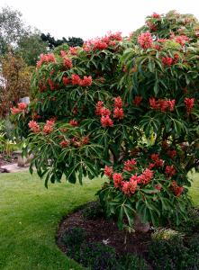 Aesculus Mutabilis Induta or Aesculus Mutabilis Rosea Nana or Induta Dwarf Apricot Flowered Chestnut