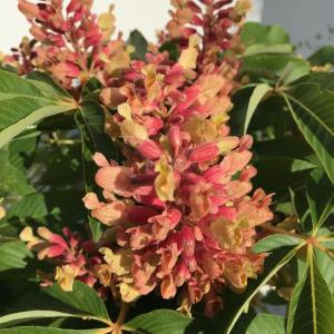 Aesculus Pavia Koehnei Dwarf Red Buckeye Dwarf Chestnut, flowering - buy online UK delivery