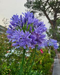 Agapanthus africanus Pitchoune Blue African Lily with blue flowers