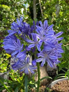 Agapanthus Dr Brouwer flowers in full bloom with vibrant blue petals