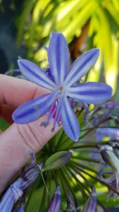 Agapanthus Peter Pan Flower Detail