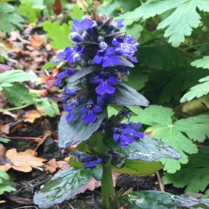 Flower spike of Ajuga Reptans Braunherz, superb ground cover plant for UK gardens