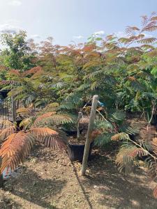 Mature Albizia tree with sprawling branches, feathery foliage