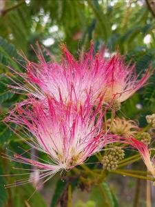 Albizia julibrissin Ombrella tree with pink silky flowers