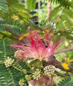 Albizia julibrissin Persian Silk Tree flower