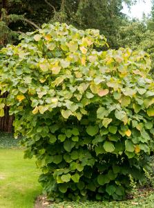 Colourful leaves of Alchornea Davidii shrub - grown for its foliage colours, buy online UK