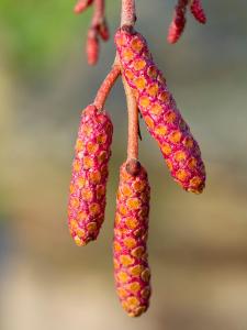 Red cone-like male catkins of Alnus Incana Aurea or Grey Alder Aurea tree in Springtime, Buy online UK