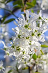 Amelanchier Ballerina deciduous tree with white star shaped flowers