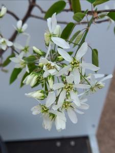 Amelanchier Lamarckii white flowers in Spring