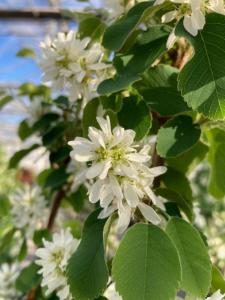 Amelanchier Obelisk elegant tree fragrant white blossoms in Springtime, thrives in UK gardens