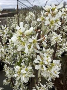 Amelanchier Rainbow Pillar beautiful clusters of white flowers in Spring