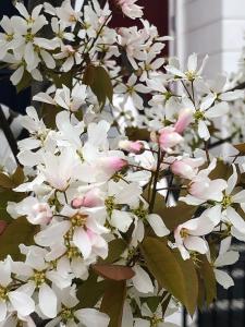 Amelanchier Robin Hill blossom in early Spring, beautiful white and pink tinged flowers 