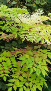 Aralia Elata or Japanese Angelica Tree UK