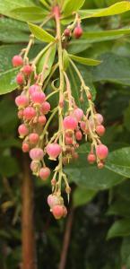 Arbutus andrachnoides evergreen tree with blush-pink buds transitioning to white flowers